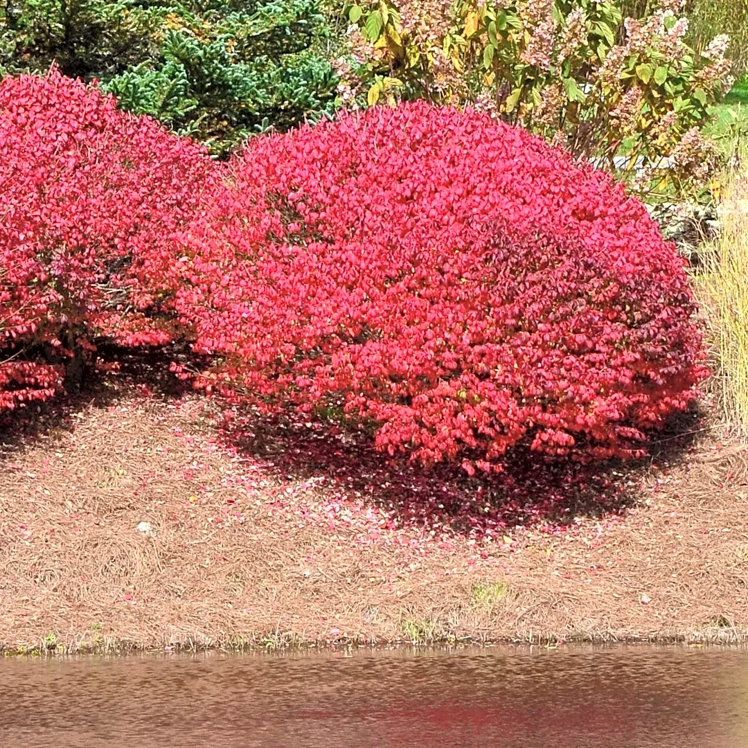 Why you should reconsider planting burning bush in your yard