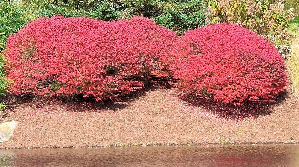Why you should reconsider planting burning bush in your yard