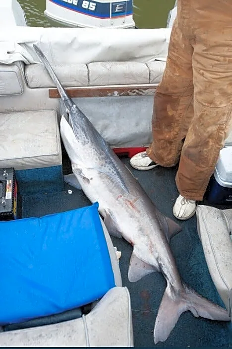 Missouri seeks input on paddlefish regulation changes