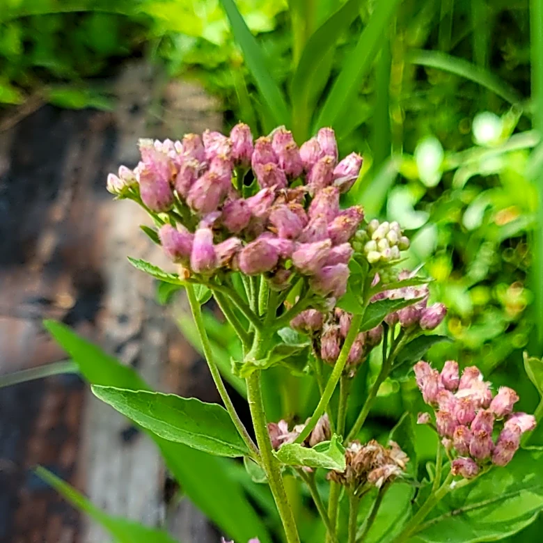 When to plant coneflower and milkweed seeds and other gardening tips