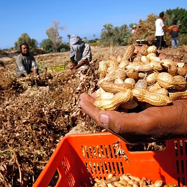 Got a new peanut invention? It could be worth $10,000. Here's how