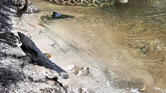 Ogeechee River trip delivers rare rattlesnake encounter | Exclusive