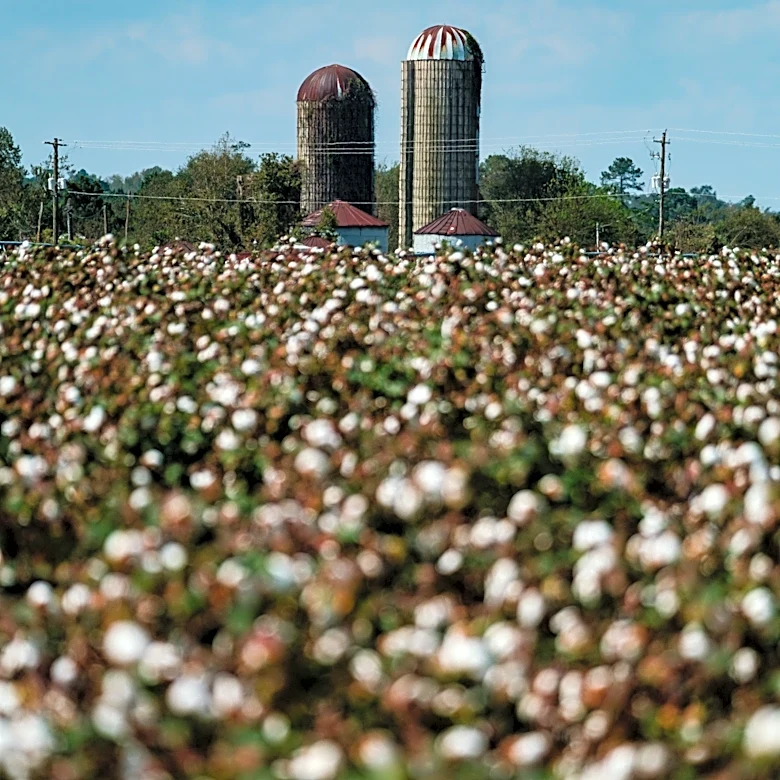 Georgia farmers learning to adapt to extreme heat | Exclusive