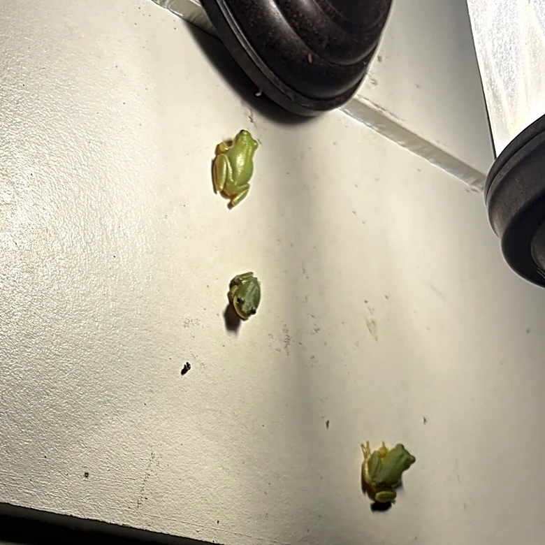 Treefrogs thrive in Georgia heat and feast on porch pests | Exclusive