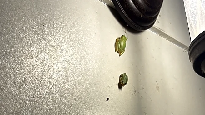 Treefrogs thrive in Georgia heat and feast on porch pests | Exclusive