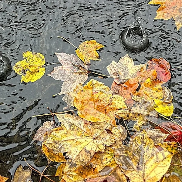What happened to fall? 7 signs Georgia’s seasons are changing