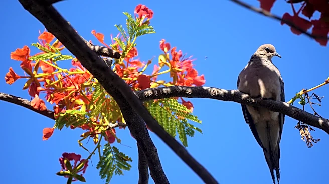 Mourning doves flock to feeders as breeding season pays off | Exclusive