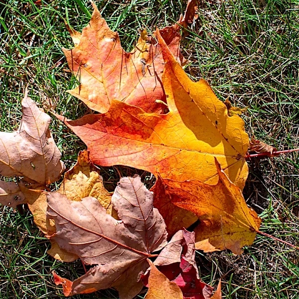 What happened to fall? Georgia's seasons are shifting