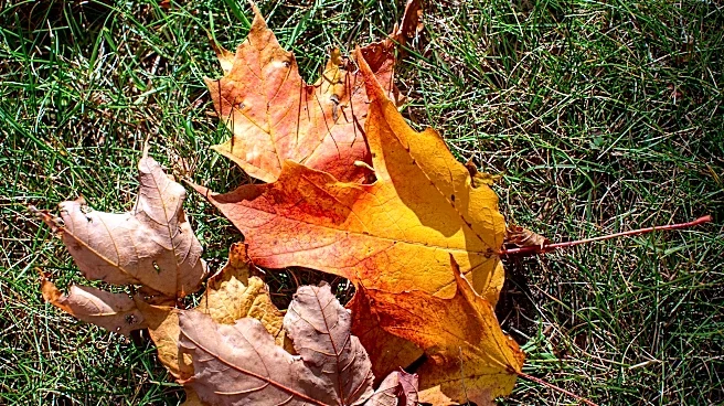 What happened to fall? Georgia's seasons are shifting