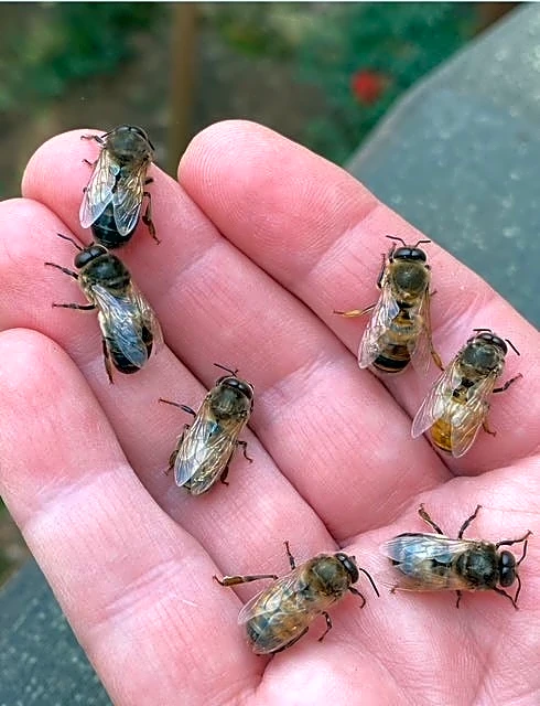 Hotter weather leaves honey bees less time to make honey | Exclusive
