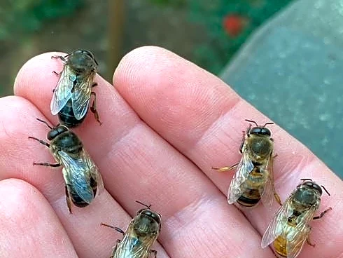 Hotter weather leaves honey bees less time to make honey | Exclusive