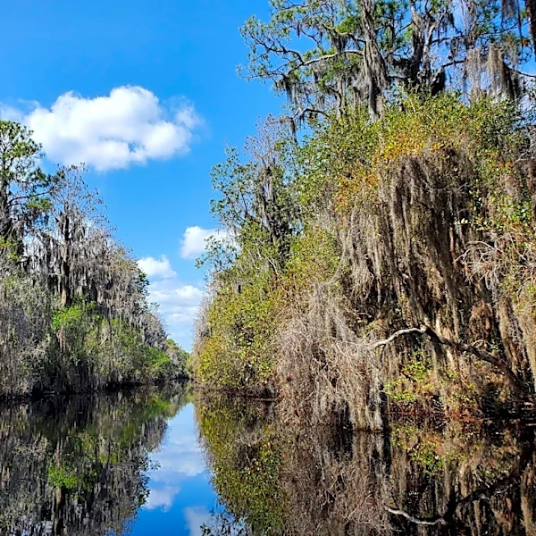 You'll probably see an alligator at these 8 Georgia spots