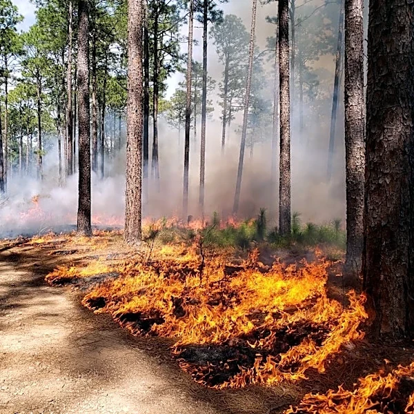 South Carolina receives nearly $33 million from FEMA for Helene repair