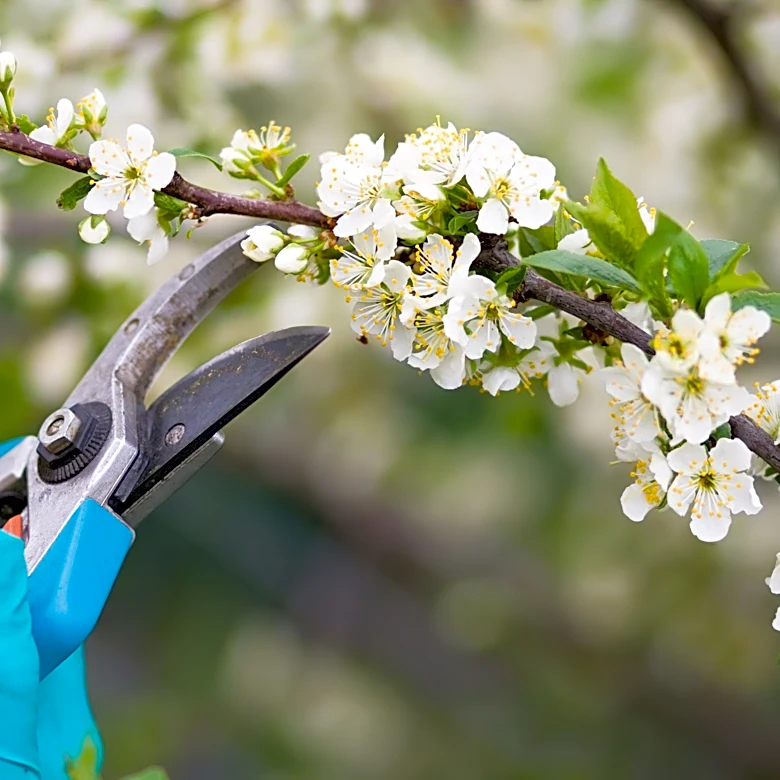 Prune at the wrong time and you may lose next year's blooms | Exclusive