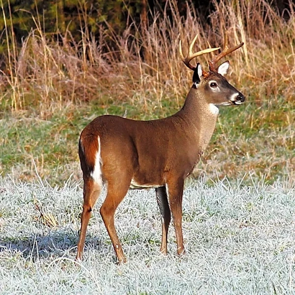 Climate change could reduce hunting, fishing opportunities in Georgia