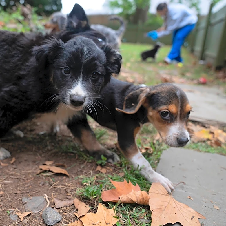 Ironman, Augusta Symphony, dog festival headline weekend events
