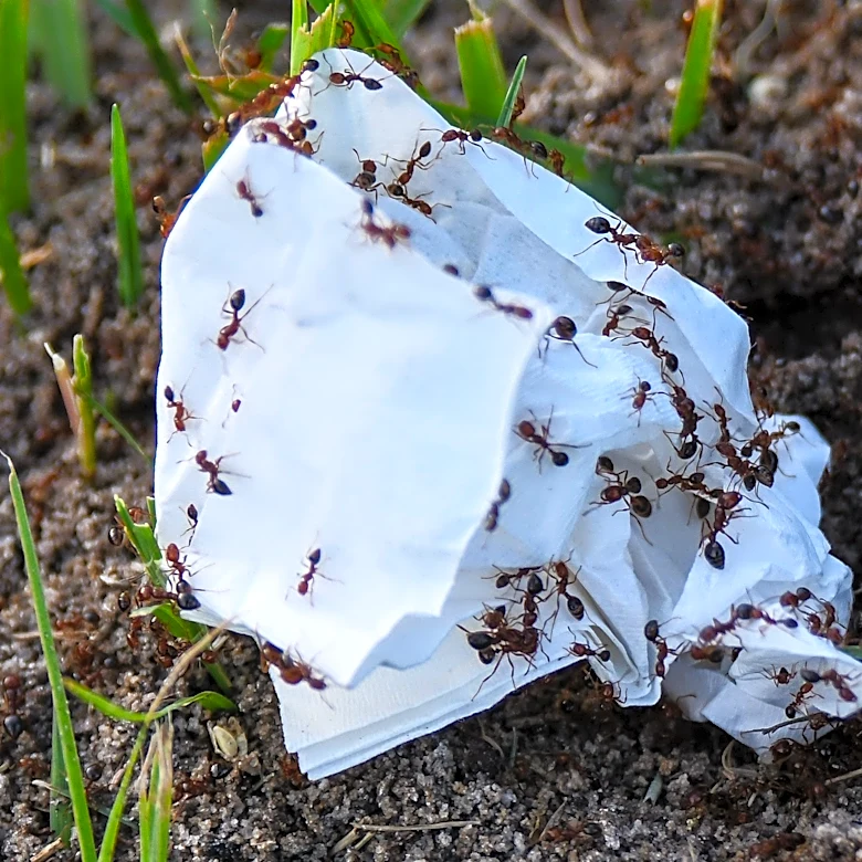 Fire ant bait cuts colonies when spring, fall timing is right | Exclusive