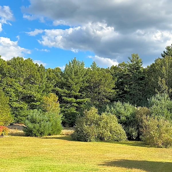 This company owns the most land in Georgia. 10.4 million acres of it