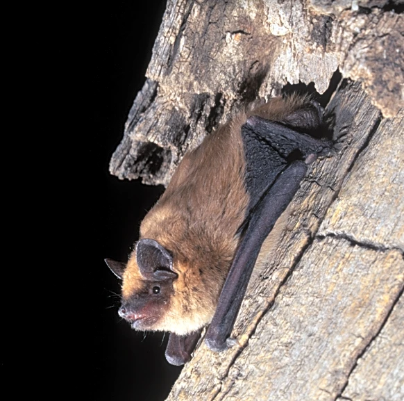 Hotter weather puts Georgia bat populations at greater risk | Exclusive