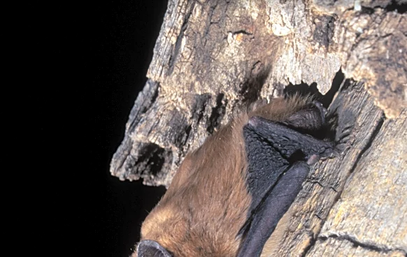 Hotter weather puts Georgia bat populations at greater risk | Exclusive