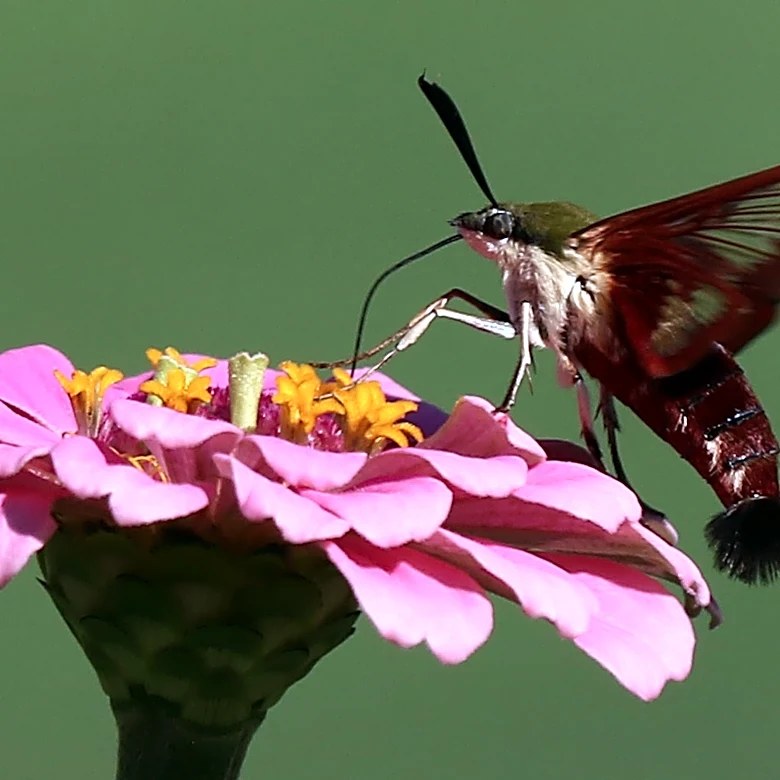 Hummingbird look-alike helps pollinate flowers in Georgia | Exclusive