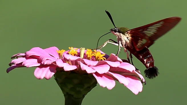 Hummingbird look-alike helps pollinate flowers in Georgia | Exclusive