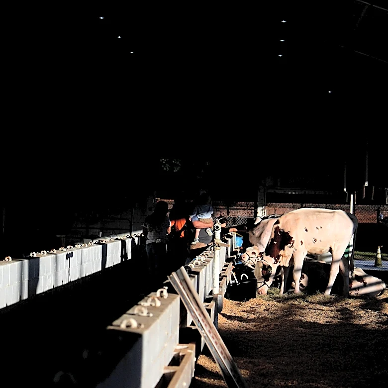 Georgia-Carolina fair livestock shows spotlight youth skills | Exclusive