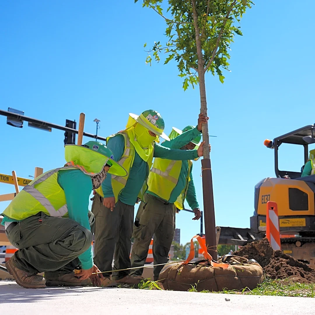 Trees return to Augusta's Broad Street. See the new look