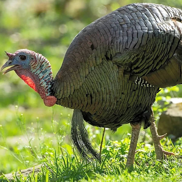Why Ohio is asking public to help count wild turkeys, ruffed grouse