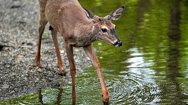 Why deer are the most dangerous animal in Ohio