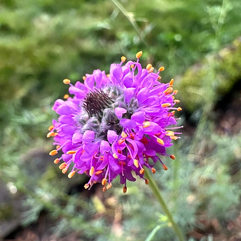 Purple prairie clover is a garden workhorse