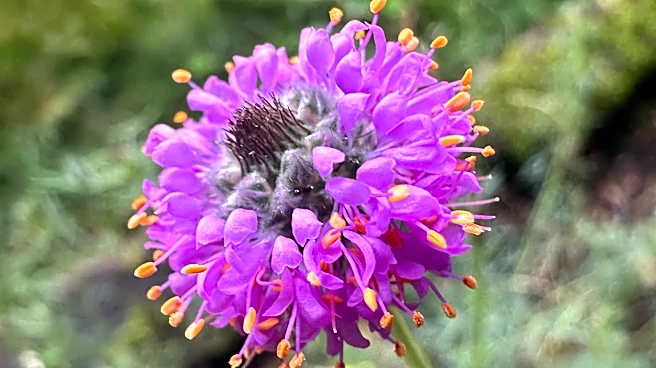 Purple prairie clover is a garden workhorse