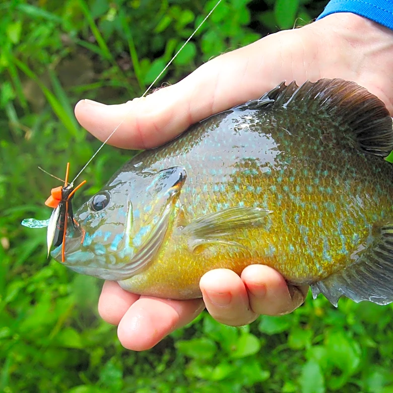 Ohio angler catches record green sunfish, committee determines