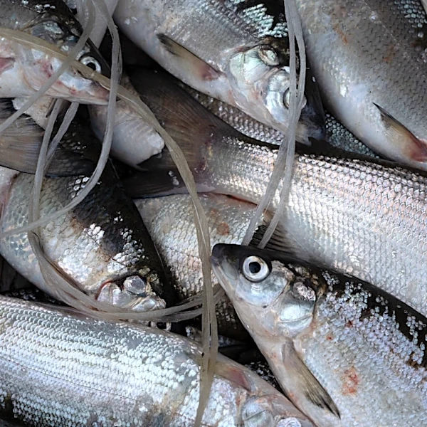 Lake Erie, other Great Lakes rank among top fishing destinations
