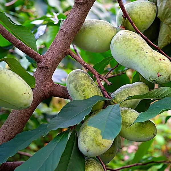 Grow your own fruit with tips from a free workshop