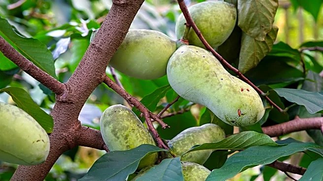 Grow your own fruit with tips from a free workshop