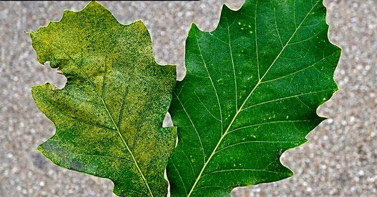 Expert advice for dying oak trees and tomato plants