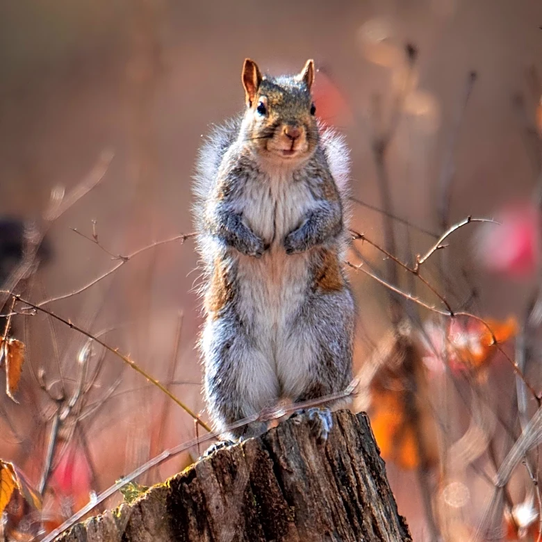 Ohio deer season nears, and some hunting seasons start Sept. 1