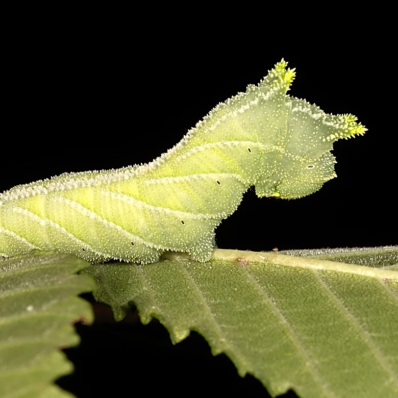 Caterpillars are the unsung heroes of nature