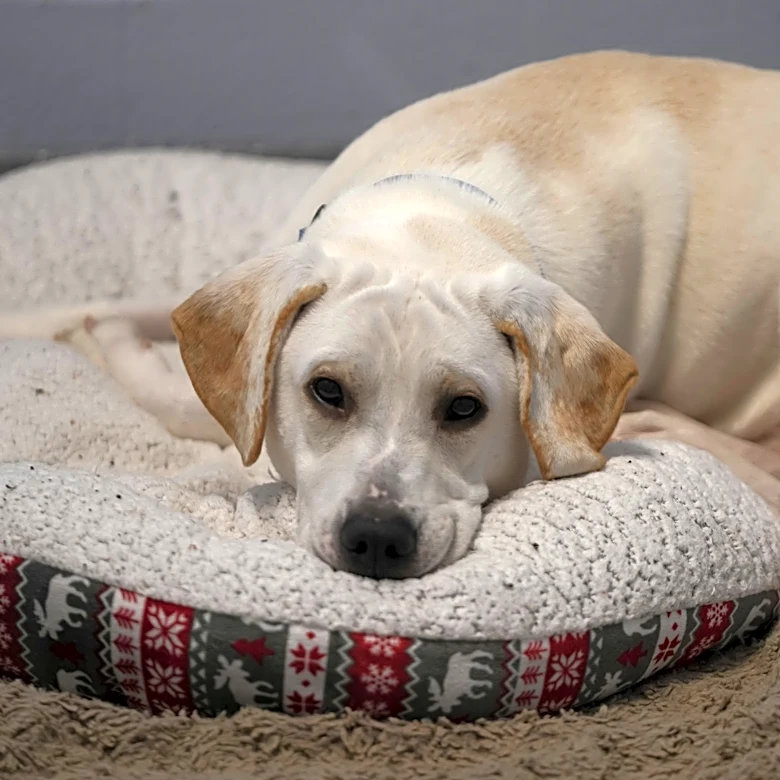 Ohio nonprofit launches program to save more dogs
