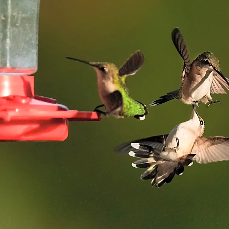 Hummingbird migration begins, but you should keep those feeders up