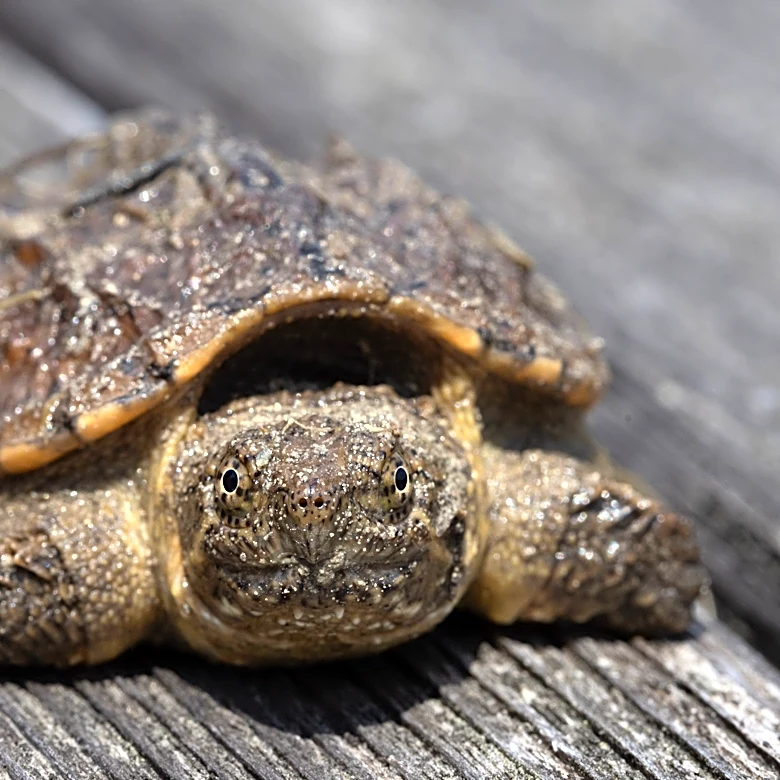 'Living dinosaurs' can be found in Ohio wetlands