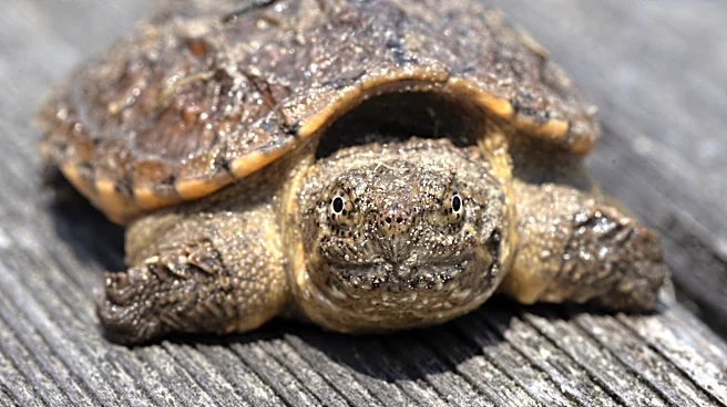 'Living dinosaurs' can be found in Ohio wetlands