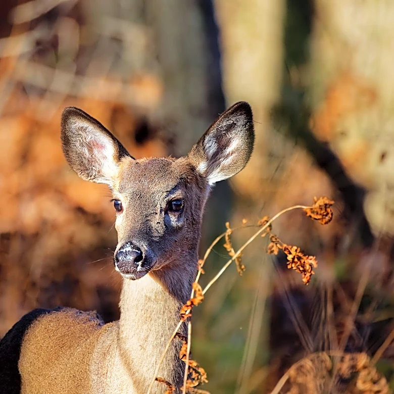 Archery season for deer hunters in Ohio starts in September