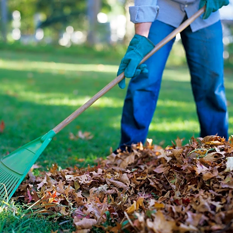 Leaves from your neighbor's tree are your responsibility. Here's why
