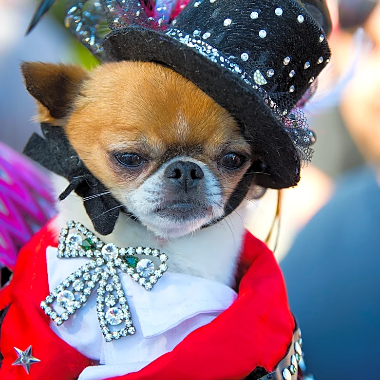 Grandview Heights is electing its first canine mayor