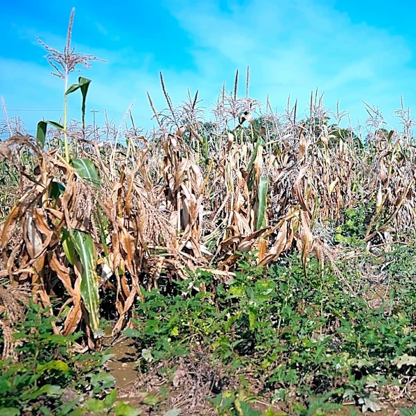 Ohio farmers are facing profit loss after losing crop to August storms
