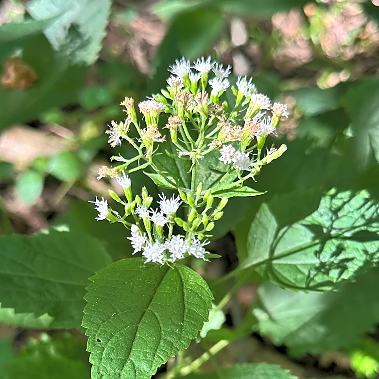 White snakeroot killed many in the 1800s. Now it feeds monarchs