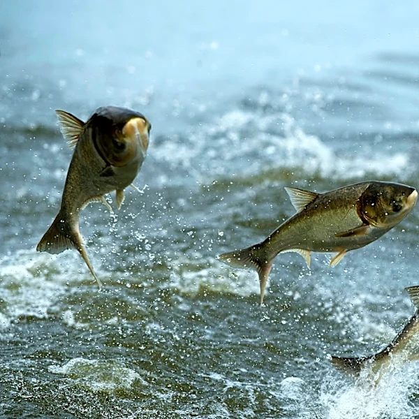 Silver and bighead carp threaten native species, Great Lakes tourism