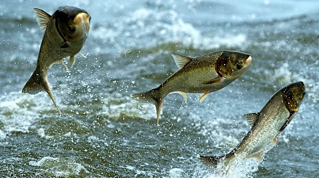 Silver and bighead carp threaten native species, Great Lakes tourism